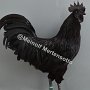 Cemani schwarz HV96 BM Andreas Elbers